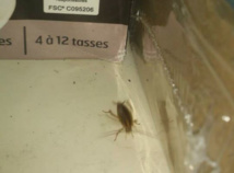 Les conditions d'hébergement inacceptables des hommes de Sentinelle Les conditions d'hébergement inacceptables des hommes de Sentinelle